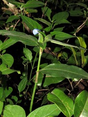 Commelineae