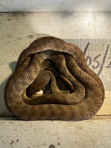 Brown Tree Snake sighting