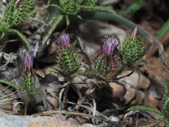 Atractylis cancellata