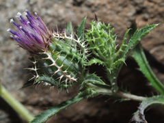 Atractylis cancellata