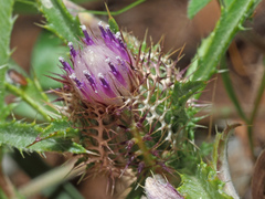 Atractylis cancellata