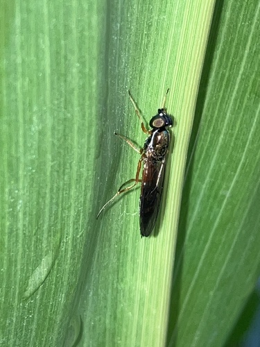 Unknown species found near SW Stafford Rd, Wilsonville, OR, US