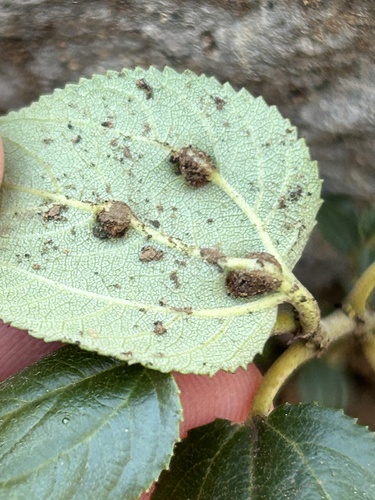 iNaturalist observation photo of Gall Midges