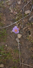 Crocus pallasii
