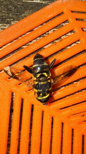 Unknown species found near Alabama, US