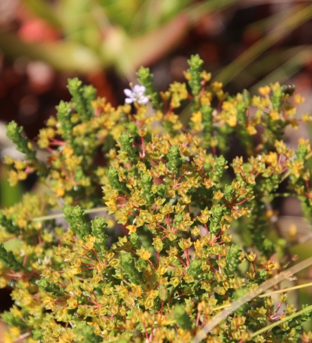 Image of Agathosma glabrata by (c) Tony Rebelo, some rights reserved (CC BY-SA)