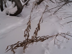 Jacobaea paludosa lanata