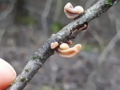 Macrotyphula contorta