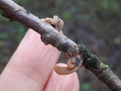 Macrotyphula contorta