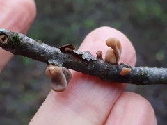 Macrotyphula contorta