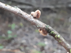 Macrotyphula contorta