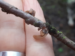 Macrotyphula contorta