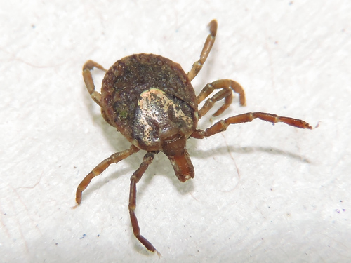 Cayenne Tick