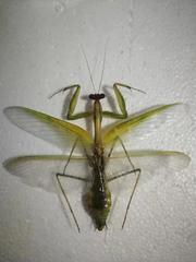 Hierodula membranacea