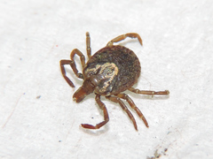 Amblyomma cajennense