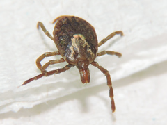 Amblyomma cajennense
