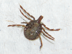 Amblyomma cajennense