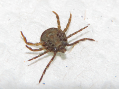 Amblyomma cajennense