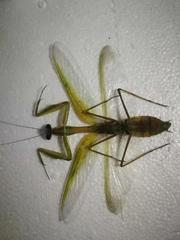 Hierodula membranacea