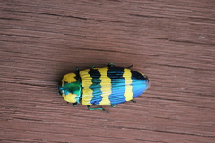 Temognatha