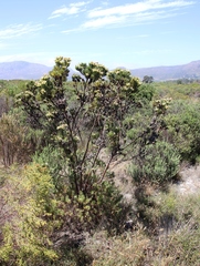 Leucadendron floridum