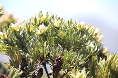 Leucadendron floridum