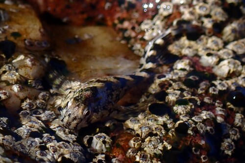 Coryphoblennius galerita