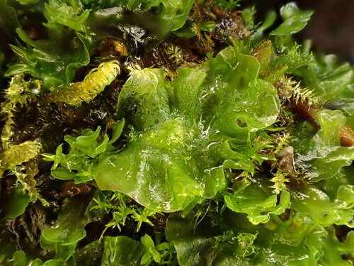 Moerckia flotoviana, 2025-10-09