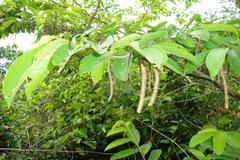 Antidesma membranaceum