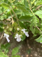 Vitex obovata wilmsii