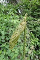 Anchomanes difformis