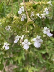 Vitex obovata wilmsii