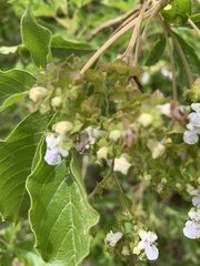 Vitex obovata wilmsii