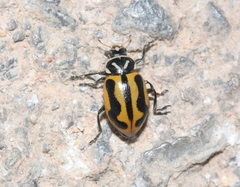 Hippodamia sinuata crotchi