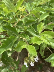Vitex obovata wilmsii