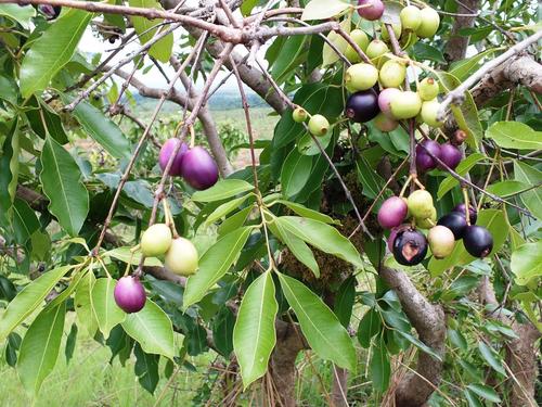 Common Bushveld Waterberry