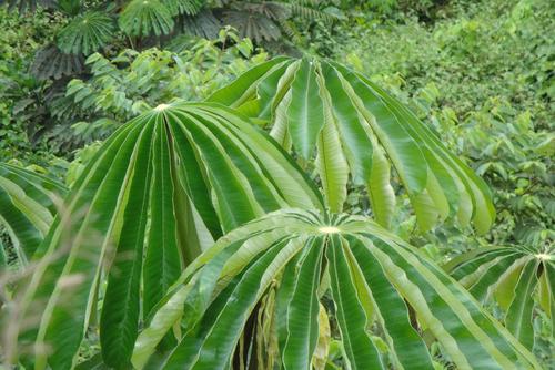 African corkwood tree