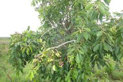 Syzygium guineense image