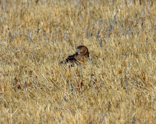 Northern Harrier
