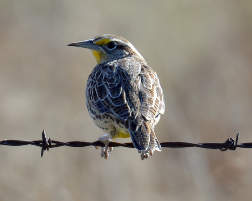 Western Meadowlark