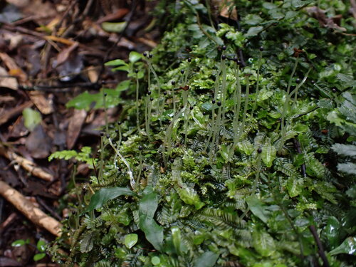 Heteroscyphus oblongifolius