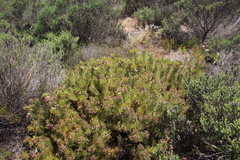 Serruria foeniculacea