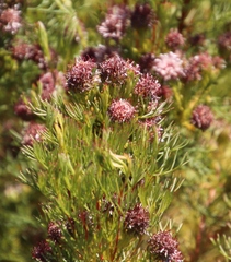 Serruria foeniculacea