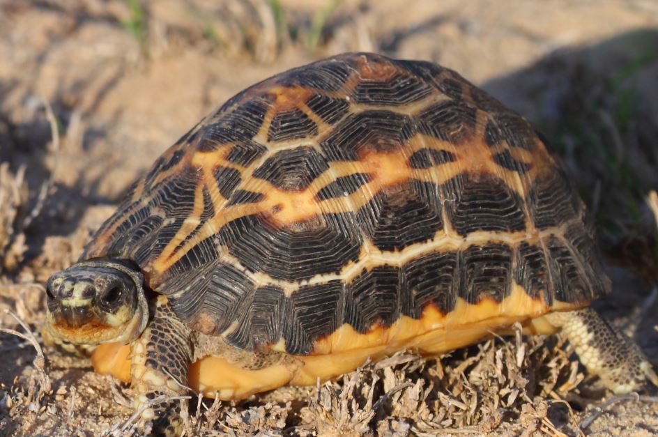 Common Spider Tortoise (sacramento Zoo Species) · Inaturalist