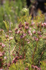 Serruria foeniculacea