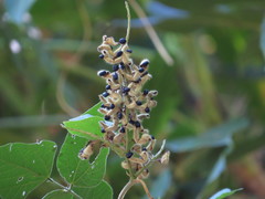 Rhynchosia acuminatissima
