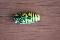 Temognatha