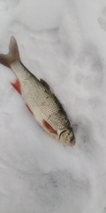 Leuciscus idus