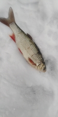 Leuciscus idus