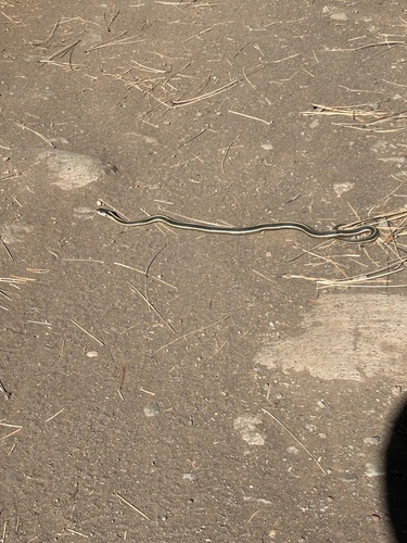 iNaturalist observation photo of Mountain Garter Snake